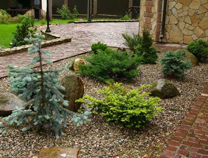 Coniferele în normele de plantare de amenajare a teritoriului, tipuri și soiuri de plante fotografie (norme) Coniferele în normele de plantare de amenajare a teritoriului, tipuri și soiuri de plante fotografie