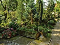 Coniferele în normele de plantare de amenajare a teritoriului, tipuri și soiuri de plante fotografie (conifere) Coniferele în normele de plantare de amenajare a teritoriului, tipuri și soiuri de plante fotografie