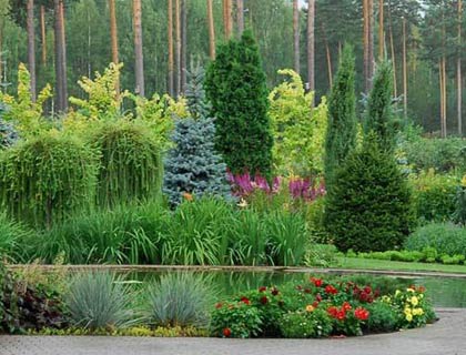 Coniferele în normele de plantare de amenajare a teritoriului, tipuri și soiuri de plante fotografie (compoziția de conifere în design peisagistic) Coniferele în normele de plantare de amenajare a teritoriului, tipuri și soiuri de plante fotografie