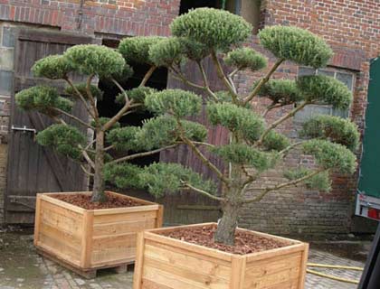 Coniferele în normele de plantare de amenajare a teritoriului, tipuri și soiuri de plante foto (destinație) Coniferele în normele de plantare de amenajare a teritoriului, tipuri și soiuri de plante fotografie