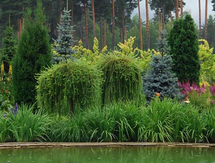 Coniferele în normele de plantare de amenajare a teritoriului, tipuri și soiuri de plante fotografie (conifere) Coniferele în normele de plantare de amenajare a teritoriului, tipuri și soiuri de plante fotografie