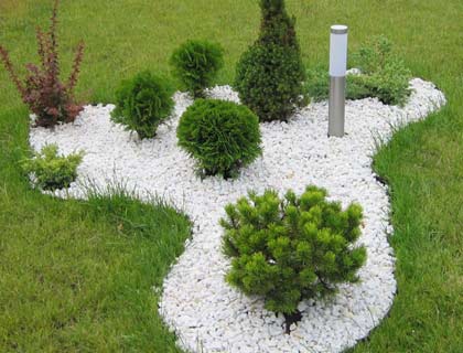 Coniferele în normele de plantare de amenajare a teritoriului, tipuri și soiuri de plante fotografii (peisaj) Coniferele în normele de plantare de amenajare a teritoriului, tipuri și soiuri de plante fotografie