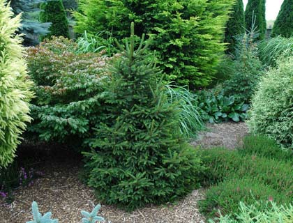 Coniferele în normele de plantare de amenajare a teritoriului, tipuri și soiuri de plante foto (destinație) Coniferele în normele de plantare de amenajare a teritoriului, tipuri și soiuri de plante fotografie