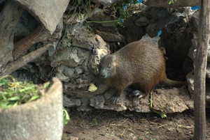 Rat Pământ în grădină - o fotografie și cum să scape de (șobolan) Rat Pământul în grădină - o fotografie și cum să scape