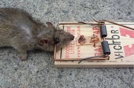 Rat Pământ în grădină - o fotografie și cum să scape de (gradina) Rat Pământul în grădină - o fotografie și cum să scape