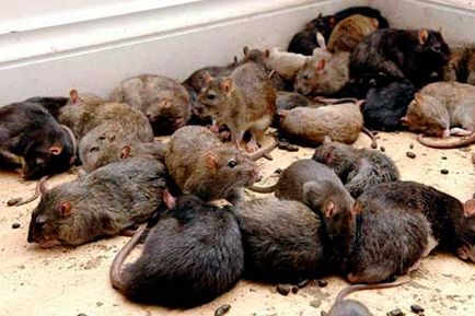 Rat Pământ în grădină - o fotografie și cum să scape de (gradina) Rat Pământul în grădină - o fotografie și cum să scape