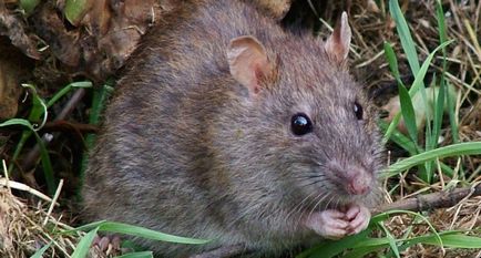 Rat Pământ în grădină - o fotografie și cum să scape de (șobolan) Rat Pământul în grădină - o fotografie și cum să scape