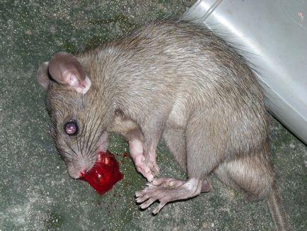 Rat Pământ în grădină - o fotografie și cum să scape de (șobolan) Rat Pământul în grădină - o fotografie și cum să scape