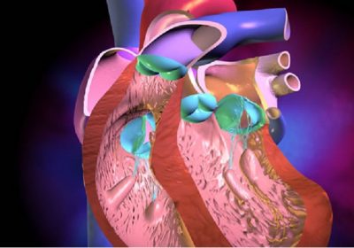 extrasistolele ventriculare ce este, consecințele și tratamentul tulburărilor de ritm cardiac (de exemplu) extrasistole ventriculare ce este, consecințele și tratamentul tulburărilor de ritm cardiac
