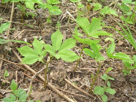 cultivarea Ginseng Rosu a semințelor și de îngrijire fotografie (semințe) cultivarea Ginseng Rosu a semințelor și de îngrijire Photo