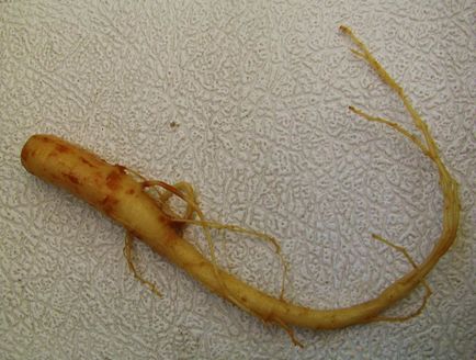 cultivarea Ginseng Rosu a semințelor și de îngrijire fotografie (semințe) cultivarea Ginseng Rosu a semințelor și de îngrijire Photo
