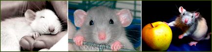 Faceți cunoștință cu șobolani interne (un astfel de animale de companie) Faceți cunoștință cu șobolan interne