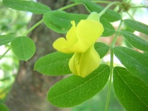 Acacia galben - caracteristici structurale, cultivare, reproducerea și utilizarea (reproducerea) Acacia galben - caracteristici structurale, cultivare, reproducere și utilizare