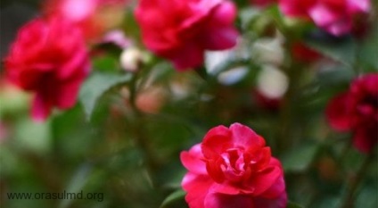 Impatiens interior (camera) camera Impatiens