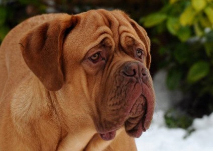 Bordeaux Mastiff fotografie câine, pret, descriere rasa, caracter, video (descriere) Bordeaux Mastiff fotografie câine, pret, descriere rasa, caracter, video