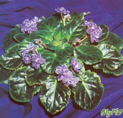 Fetele de ajutor ca numit violet (plantă) Fetele de ajutor ca numite violete