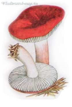 Red ciuperci (FRY DE COACERE marinata) ciuperci roșu