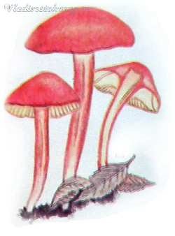 Red ciuperci (FRY DE COACERE marinata) ciuperci roșu