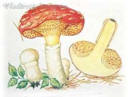 ciuperca roșie (roșu) ciuperci roșu
