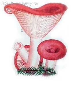 Red ciuperci (FRY DE COACERE tocană marinata) ciuperci roșu