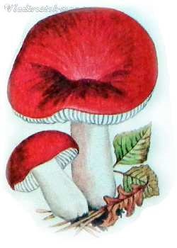 ciupercă roșie (ciuperci) ciuperci roșu
