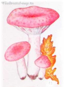 Red ciuperci (FRY DE COACERE tocană marinata) ciuperci roșu