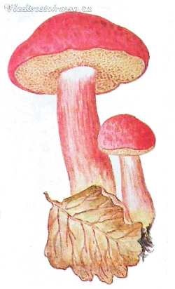 Red ciuperci (FRY tocană marinata) ciuperci roșu