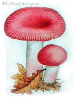 Red ciuperci (FRY tocană marinata) ciuperci roșu
