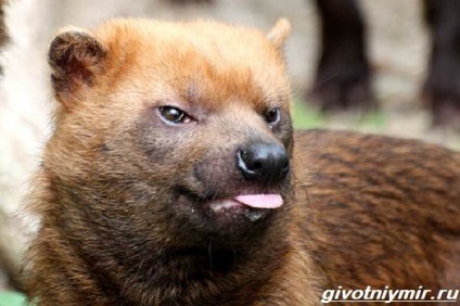 câine Bush (arbust) câine Bush