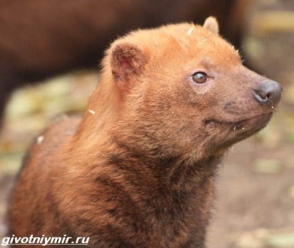 câine Bush (câine) câine Bush