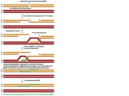 recombinare genetică L06-1 (Restaurare furculiță replicare întreruptă) recombinare genetică L06-1