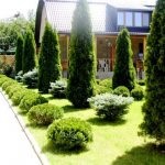 Amenajare cu molid albăstrui ornamentale - compoziții frumoase (formulări) Amenajare a teritoriului cu molid albăstrui ornamentale - frumoasa compozitie