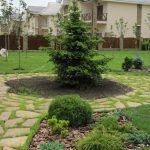 Amenajare a teritoriului cu molid albăstrui ornamentale - compozitii frumoase (design-ul) Amenajare a teritoriului cu molid albăstrui ornamentale - frumoasa compozitie