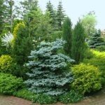 Amenajare cu molid albăstrui ornamentale - compoziții frumoase (formulări) Amenajare a teritoriului cu molid albăstrui ornamentale - frumoasa compozitie