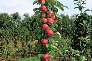 De ce nu fructoase columnare plantelor măr Magic