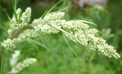 Pelinul - aplicație, proprietăți, tratament, retete, diete (toarna un nou pahar) Pelin - cerere, proprietăți, tratament, prescriptii, diete