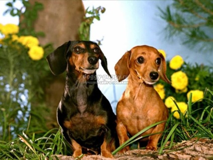 Câine rasa Dachshund fotografie, preț și caracteristici (câine rasa Teckel fotografie) câine rasa Teckel fotografie, preț și caracteristici