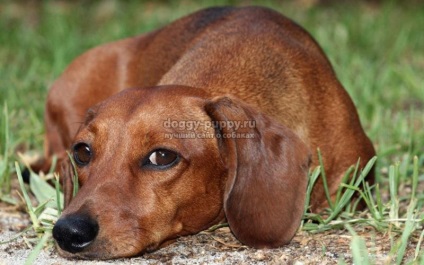 Câine rasa Dachshund fotografie, preț și caracteristici (câine rasa Teckel fotografie) câine rasa Teckel fotografie, preț și caracteristici