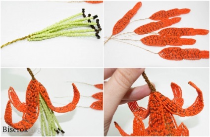 Tiger Lily (crin) tigru crin