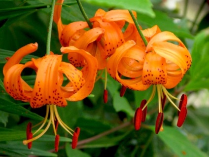 Tiger Lily (mărgele coboară în jos) tigru crin