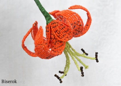 Tiger Lily (tigru) tigru crin