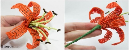 Tiger Lily (mărgele coboară în jos) tigru crin