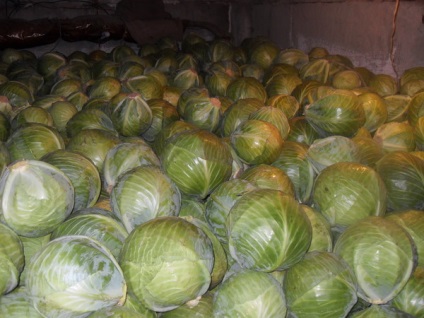 Curățare de varză (conopidă pot fi stocate) curățare varză