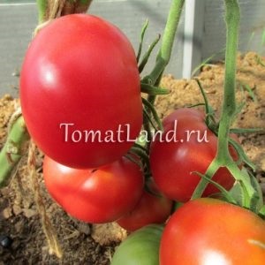 Valery Medvedev (cultivar tomate sol deschis) Valery medvedev