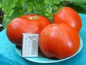Valery Medvedev (tomate deschis sol) Valery medvedev