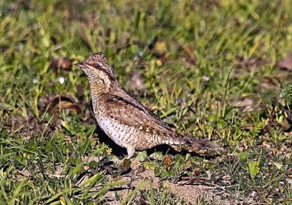 Wryneck, wryneck (Jynx torquilla) fotografii, natura habitat al câmpului gazdă atributele habitatului (torquilla) Wryneck, wryneck (Jynx torquilla) fotografii, natura habitat al câmpului gazdă atributele de habitat