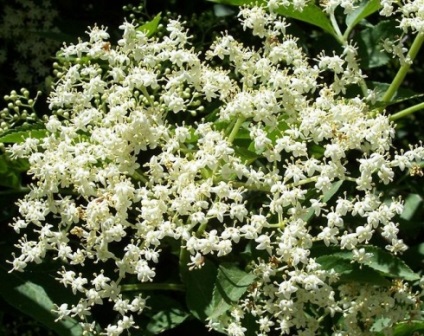 Mere (gradina) mere