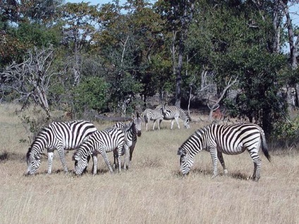 Zebra (de companie) (Zebra) Zebra (animal)