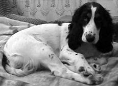 3 Selectați și achiziționarea spaniel (achiziție) 3 Selectarea și achiziționarea unui spaniel