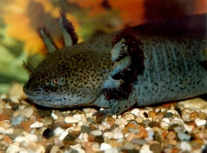 Axolotl (foto)